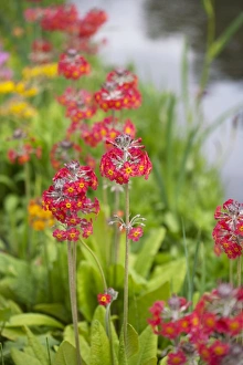 Meadow Blooms Drucke: Primula flowers
