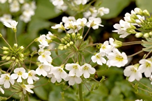 Primrose Flowers Drucke: Primula Old Port