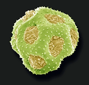 Scanning Electron Micrograph Of Pollen Drucke: Primula pollen, SEM