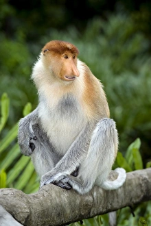 Endangered Primate Drucke: Proboscis monkey