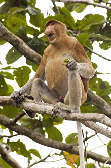Bilder Datiert 19. Juni 2006: Proboscis-Monkey