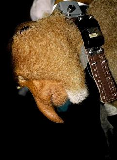 Kinabatangan River Wildlife Drucke: Proboscis monkey research