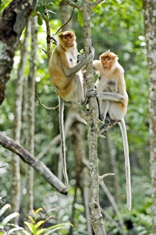 Sabah Wildlife Photography Drucke: Proboscis monkeys
