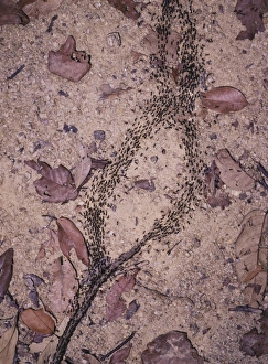 Malaysian Wildlife Photos Drucke: Processional termites
