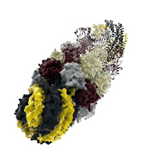 Molecular Biology Models Drucke: Proteasome, molecular model