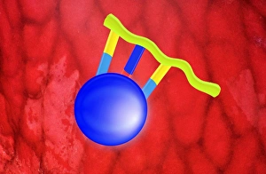 Protein Synthesis Process Drucke: Protein synthesis, artwork
