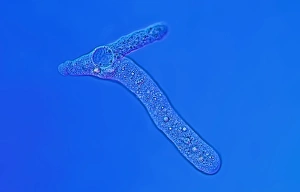 Light Micrograph Drucke: Proteus amoeba, light micrograph