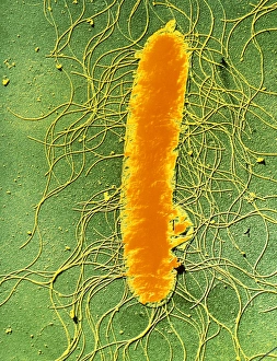 Drucke von Falschfarbene Transmissionselektronenmikroskopaufnahme des Bakteriums Proteus mirabilis Bilder Datiert 2003 September: Proteus mirabilis Bakterium