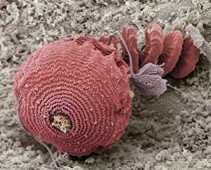 Coloured Scanning Electron Micrograph Drucke: Protozoan, SEM