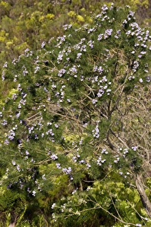 South African Plant Life Drucke: Psoralea pinnata