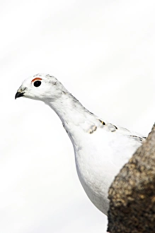Ptarmigan
