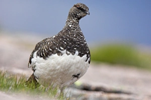 Summer Bird Photography UK Drucke: Ptarmigan