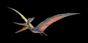 Late Cretaceous Period Drucke: Pteranodon pterosaur