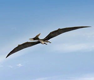 Late Cretaceous Period Drucke: Pteranodon pterosaur, artwork