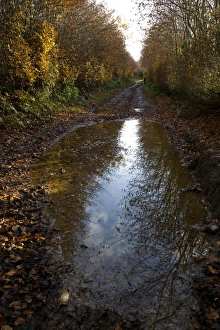 Fagus Sylvatica Photos Drucke: Puddle on a path