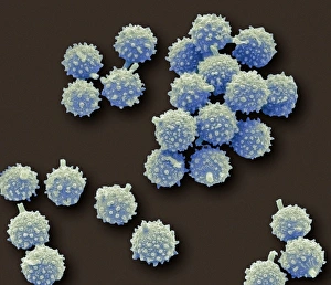 Coloured SEM Micrograph Drucke: Puffball fungus spores, SEM