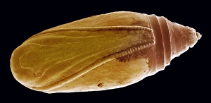 Lepidopteran Metamorphosis Stages Drucke: Pupa, SEM