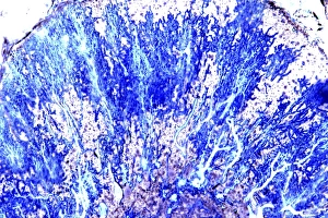 Brain Cell Structure Drucke: Purkinje nerve cells, light micrograph