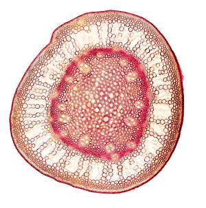 Polarised Light Microscopy Images Drucke: Purple moor grass stem, light micrograph