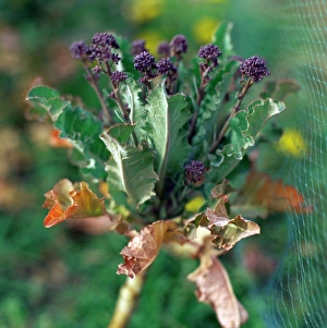 Brassica Oleracea Drucke: Purple sprouting broccoli