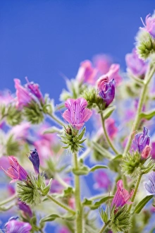 UK Wildflowers Drucke: Purple vipers bugloss