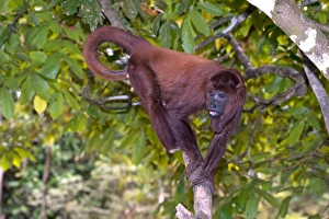 Brazilian Wildlife Images Drucke: Purus red howler monkey in a tree