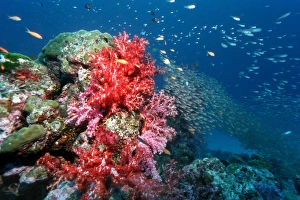 Coral Reef Ecosystem Photos Drucke: Pygmy sweeper fish
