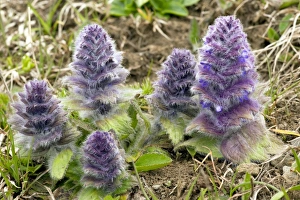 Drucke von Zygnoiden Blume (Ajuga pyramidalis), blüht im Großen Kaukasus, Georgien und den Vereinigten Staaten Bilder Datiert 2011 Januar: Pyramidenblume (Ajuga pyramidalis)
