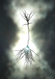 Nerve Cell Structure Drucke: Pyramidal nerve cell, artwork C017 / 2275