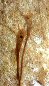 Neuron Structure Drucke: Pyramidal neurons, light micrograph