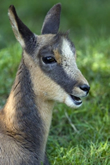 Drucke von Ein junger Rückschweinpyrenäer (Rupicapra pyrenaica) , auch als Isard bekannt ist, im Pyreneegebiet der Frankreich Bilder Datiert 2009 Dezember: Bergechamois der Pyrenäen