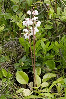 Pyrola rotundifolia
