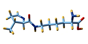Amino Acid Structure Drucke: Pyrrolysine, molecular model