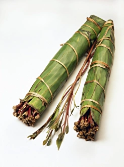 Drucke von Khat. Die Stängel der äthiopischen Khat-Pflanze (Catha edulis). Die Stängel werden mit Bananblättern umwickelt, um ihre Frische zu erhalten Bilder Datiert 2004 Mai: Kakao Stämme