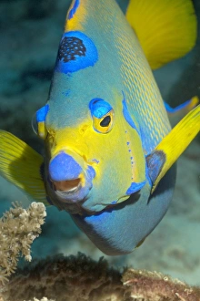 Tropical Ocean Fauna Drucke: Queen angelfish