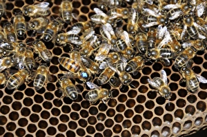 Honey Production Process Drucke: Queen bee with worker bees