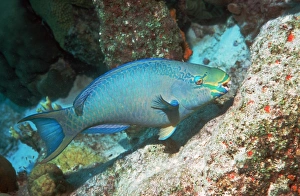 Atlantic Ocean Fauna Drucke: Queen parrotfish