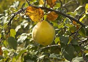 Quince Fruit Drucke: Quince fruit