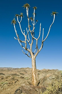 Aloe Dichotoma Drucke: Quiver tree
