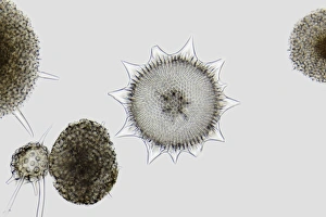 Light Micrograph Drucke: Radiolaria, light micrograph