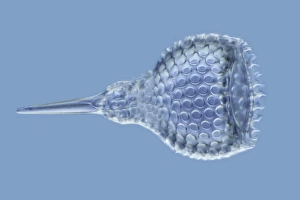 Marine Plankton Images Drucke: Radiolarian, light micrograph