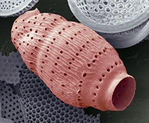 Scanning Electron Microscopy Photos Drucke: Radiolarian, SEM
