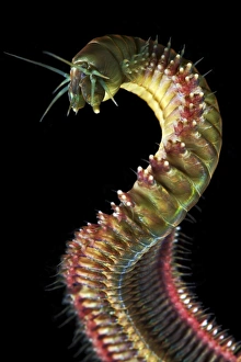 External Gills Marine Life Drucke: Ragworm C015 / 9326