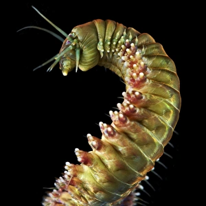 Annelid Worms Drucke: Ragworm C015 / 9357