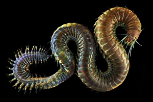 Annelid Worms Drucke: Ragworm C015 / 9366