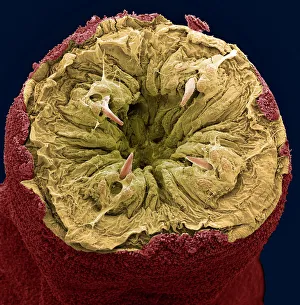 Drucke von Der Mund eines Ragwurms. Farbige Rastertunnelmikroskopaufnahme des Mundes eines Ragwurms (Nereis sp.). Vier Zähne (creme) werden um den Öffnungsrand gesehen Bilder Datiert 2007 Mai: Mundwurm unter dem Mikroskop