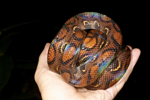 Drucke von Regenbogenboa (Epicrates cenchria). Diese Schlange wurde im Regenwald nahe Iquitos, Peru gefunden Bilder Datiert 2009 Mai: Regenbogenboa