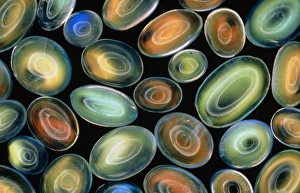Colorful Gemstones Drucke: Rainbow moonstones