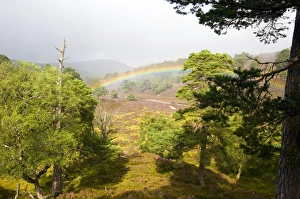 Pinus Sylvestris Tree Drucke: Rainbow over a scots pine forest