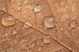 Raindrops On Leaves Drucke: Raindrops on a leaf